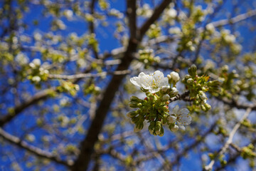 White blossoms of a fruit tree in the spring 