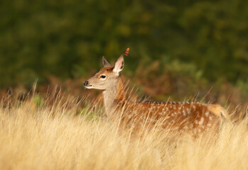 Fallow deer calf with a butterfly on an ear in meadow in summer