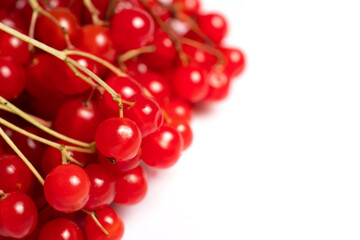 Red viburnum close up. Guelder rose. Beautiful red berries of viburnum branch on white background