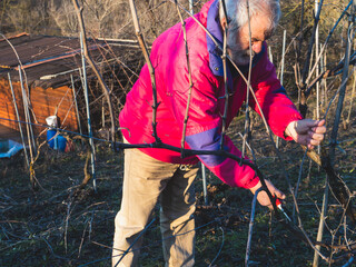 old caucasian grey haired bearded farmer pruning grapes at sunset in the vineyard in the hills of...