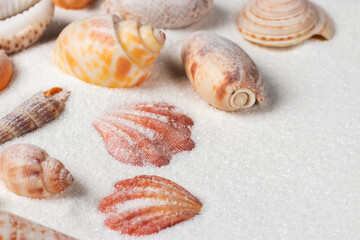 Different seashells on sand. Sea summer vacation background