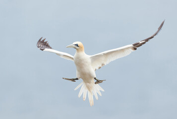 Northern gannet in flight against blue sky