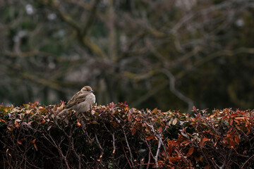 sparrow on a tree