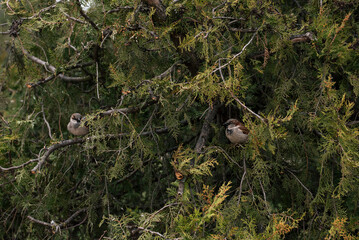 sparrow on a tree