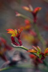 red and yellow leaves
