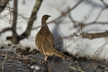 Fasan am Boden im Vordergrund