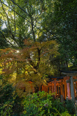 日本　京都府伏見区深草にある伏見稲荷大社の朱色の鳥居と紅葉