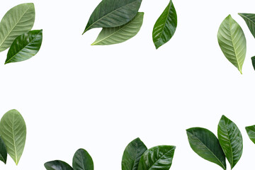 Frame made of green leaves of cape jasmine or garden gardenia, gerdenia flower