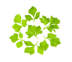 Celery leaf isolated on transparent png