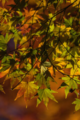 Fototapeta premium 紅葉に染まった葉っぱ