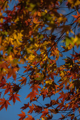 紅葉に染まった葉っぱ