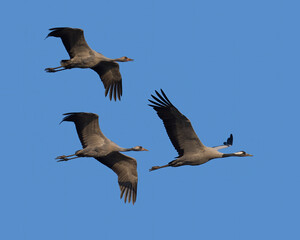 Common crane (Grus grus)