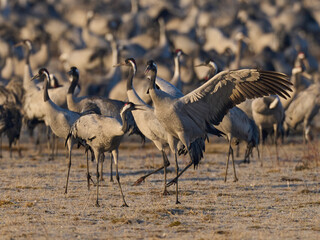 Common crane (Grus grus)