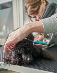 Grooming black poodle dog in a pet salon