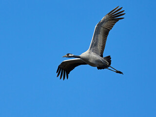 Common crane (Grus grus)