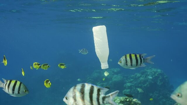 White plastic bottle drifts under surface of water, Slow motion.  School of Indo-Pacific sergeant (Abudefduf vaigiensis) and Raccoon butterflyfish (Chaetodon lunula) floats around white plastic bottle