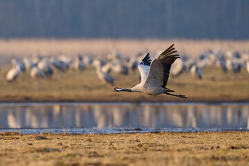 Common crane (Grus grus)