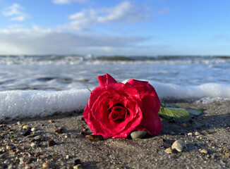 rote Rose von einer Seebestattung am Strand