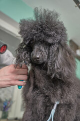 Grooming black poodle dog in a pet salon