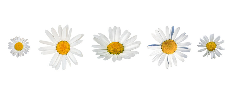 Daisy flowers collection transparent background, cutout plants for your design works