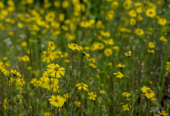 Obraz premium Field Of Common Madia Bloom In Bright Yellow