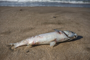 dead fish o a beach