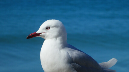 close up of a seagull against blue water background