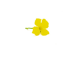 Yellow blooming luffa male flower, fresh cut homegrown loofah gourd blossom isolated on white background with clipping path, copy space