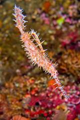 Ornate Ghostpipefish, Solenostomus paradoxus, Coral Reef, Bunaken National Marine Park, Bunaken, North Sulawesi, Indonesia, Asia