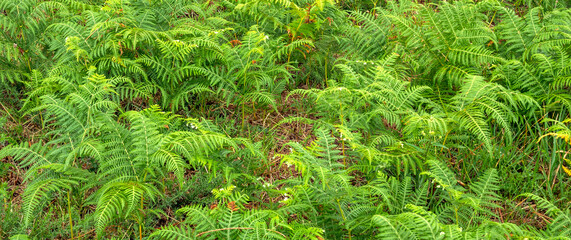 Dense Vegetation View of Fern Leaves at the Forest Textured Background