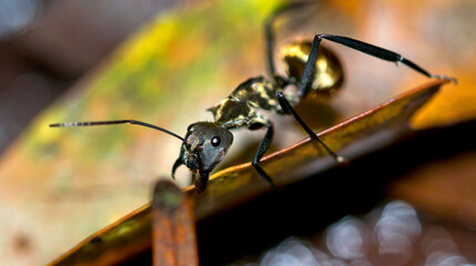 Golden Ant, Polyrhachis illaudata, Tropical Rainforest, Marino Ballena National Park, Uvita de Osa, Puntarenas, Costa Rica, America