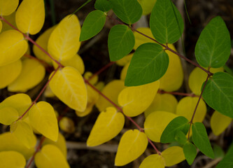 Green and Yellow Leaves Contrast Against Each Other