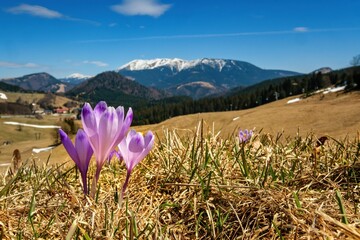 Beautiful spring landscape of mountains with crocus flowers. Discover the beauty of spring nature