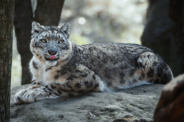 Obraz premium Snow leopard (Panthera uncia) detail portrait