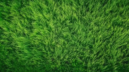 Fototapeta premium green grass background aerial view