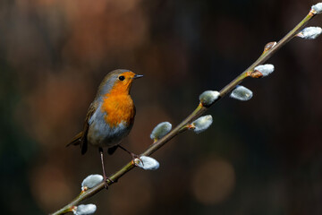  European Robin (Erithacus rubecula) searching for food in the  forest of the Netherlands. Dark background.                              