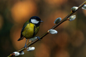 Fototapeta premium Great Tit (Parus major) on a branch willow catkins in Noord-Brabant in the Netherlands. Black Background.