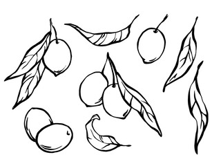 Obraz premium Hand drawn olives set of outline monochrome illustrations