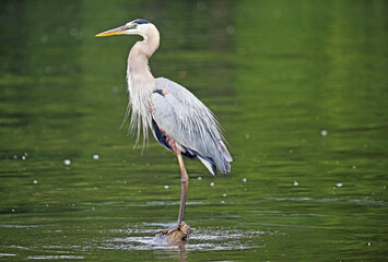 Great Blue Heron
