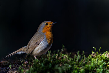  European Robin (Erithacus rubecula) searching for food in the  forest of the Netherlands. Dark background.                              
