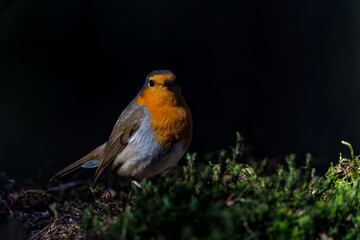  European Robin (Erithacus rubecula) searching for food in the  forest of the Netherlands. Dark background.                              