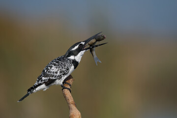kingfishers