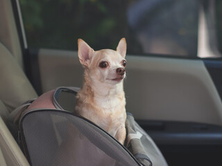 happy brown short hair chihuahua dog standing in  pet carrier backpack with opened windows in car...