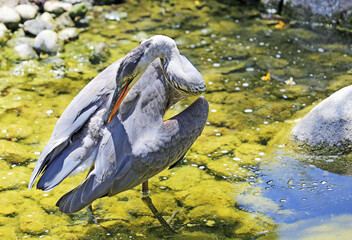  Heron cleaning feathers