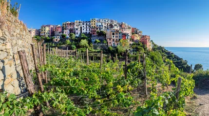 Crédence de cuisine en verre imprimé Ligurie Corniglia in Cinque Terre, Italy with vineyards and terraces