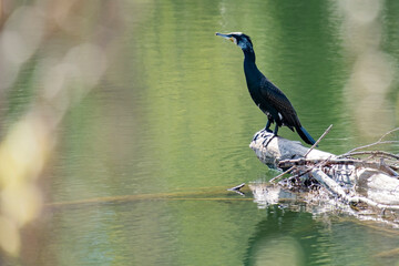 Mystical late spring morninThe great cormorant, Phalacrocorax carbo known as the great black...