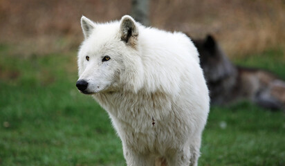 Arctic Wolfdog portrait, Canada