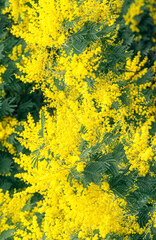 Beautiful background of yellow acacia or mimosa flowers in nature. Spring, woman's day, mothers day, Easter concept. Close-up flowers photo with copy space.