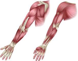 Obraz na płótnie Canvas Arm Muscles Human Body Anatomical Illustration