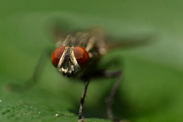 A close up of a fly